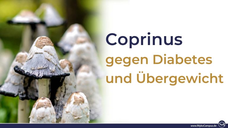 Coprinus – gegen Diabetes und Übergewicht