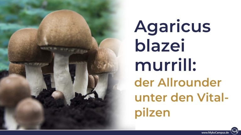Human-Chat: Agaricus blazei murrill: der Allrounder unter den Vitalpilzen