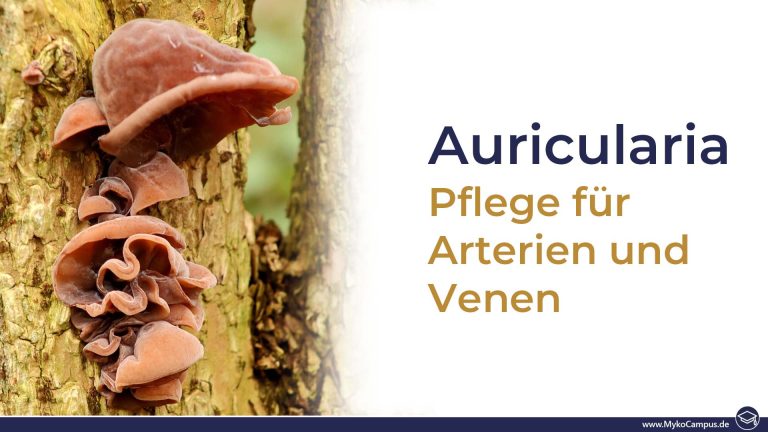 Auricularia – Pflege für Arterien und Venen