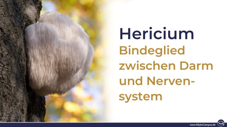 Hericium: Bindeglied zwischen Darm und Nervensystem