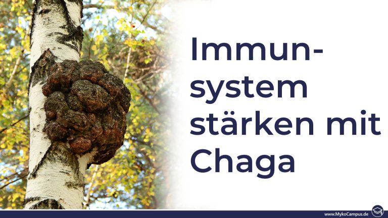 Immunsystem stärken mit Chaga